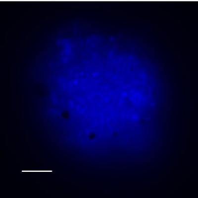 microbial aggregate found in manganese incubations